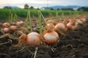 Zimbabwe Agricultural College August 2025 Intake